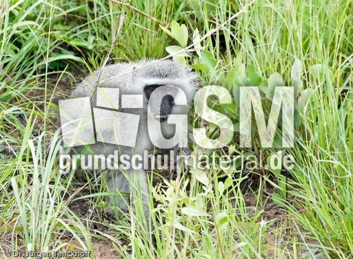 Grüne Meerkatzen (17 von 67).jpg